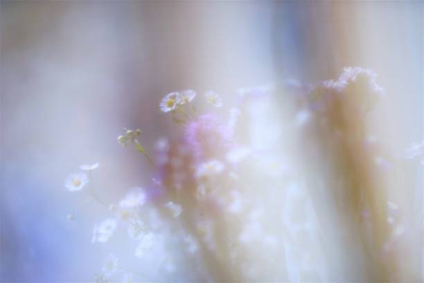 istock bouquet of wild flowers behind a thin fabric 1050353090