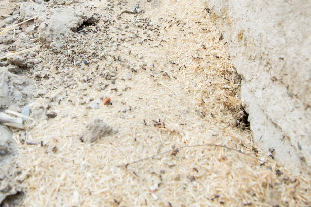 Sugar ants gather around the hole of their nest . Black ants in desert near an anthill . Black ants in desert near an anthill . hormigas negras en el desierto cerca de un hormiguero. las hormigas de azúcar se reúnen alrededor del agujero de su nido. closeup de tierra alrededor del hormiguero en el suelo. nidos de hormiga o los orificios de escape hormiga redondo pequeño en el ja