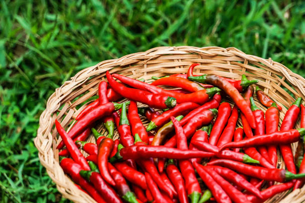 istock Red Chillies in the basket 1050353184