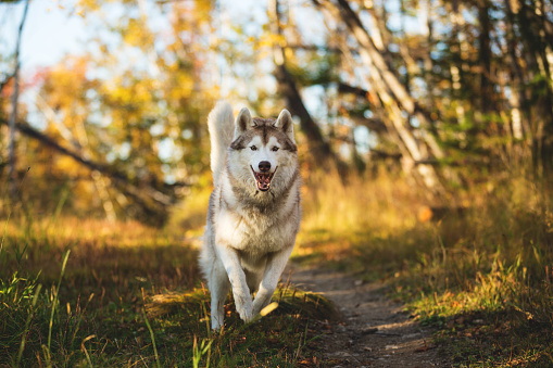 Image of funny and happy dog breed Siberian husky jumping on the bright yellow forest background. Cute beige and white husky dog running in the forest at sunset
