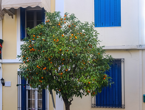 Clementine tree on a street in Rome with buildings in the background, Italy