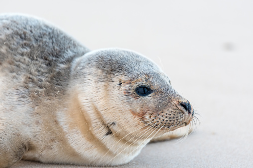 Close-up on the head of a young seal sitting on a beach