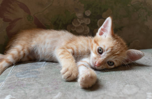 istock Cute little kitten laying on the couch 1050356396