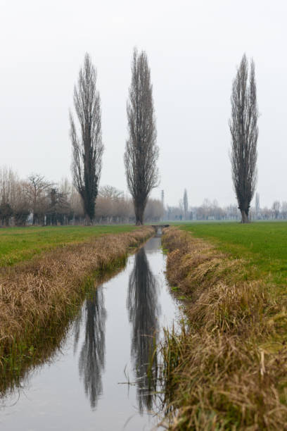 istock Poplars bare in the Venetian winter countryside 1050359474