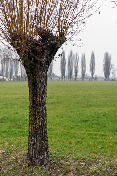 row of poplar trees in a Dutch winter landscape on a cold winter morning; Maassluis, Netherlands