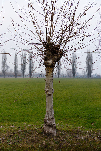 Poplars bare in the Venetian winter countryside