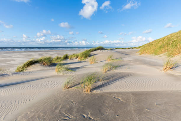Dunes with European beachgrass, marram, in afternoon sun Sand an marram waving in afternoon sun. Dunes and beach of Terschelling, Netherlands marram grass stock pictures, royalty-free photos & images