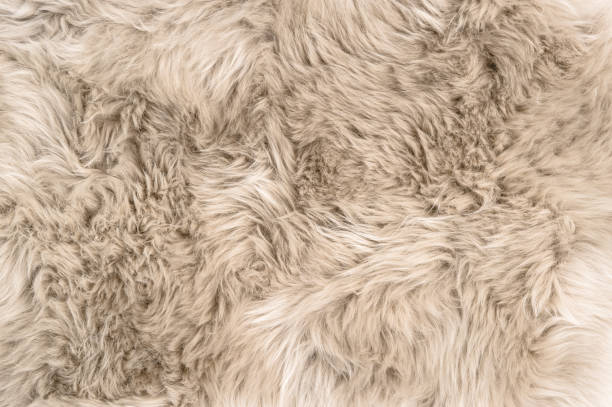 istock Sheep fur Natural sheepskin rug background 1050368338