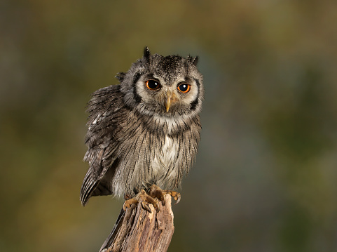 Formerly known as the white-faced scops-owl it is found Africa  between the Sahara and the Equator.
