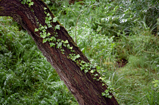 ivy grows on a tree trunk in the underwoods