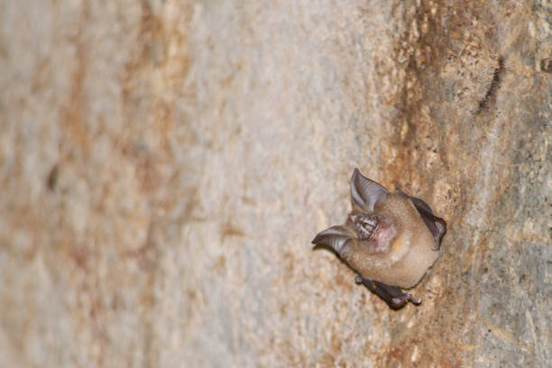 istock bat is mammal and call 