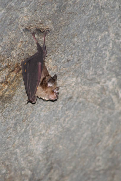 istock bat is mammal and call 