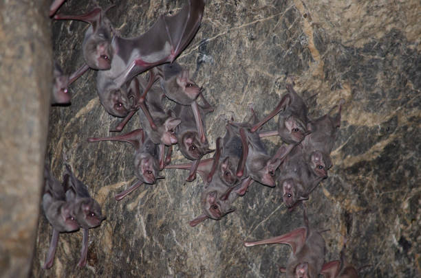 istock bat is mammal and call 