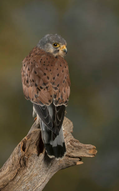 istock European Kestrel 1050371558