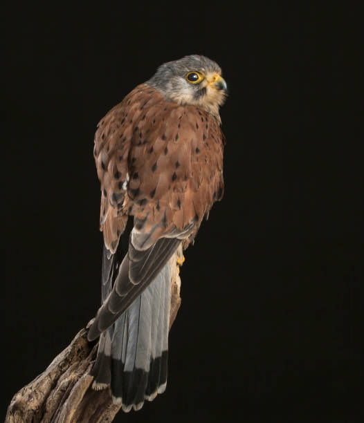 istock European Kestrel 1050371576