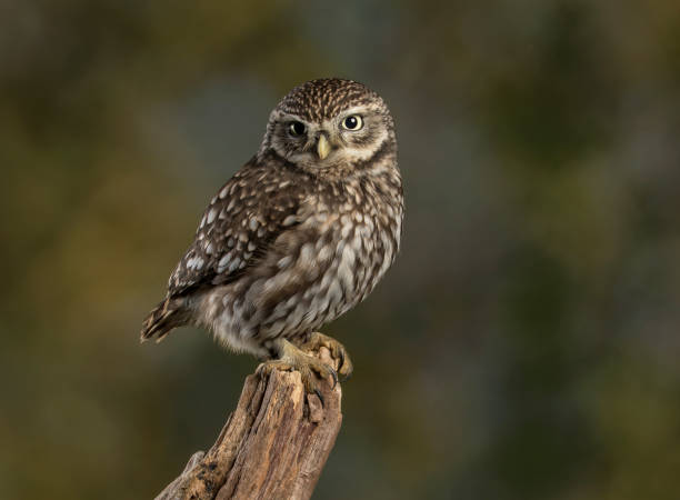 Little Owl Britains smallest owl it can often be seen in daylight hours bird of prey photos stock pictures, royalty-free photos & images