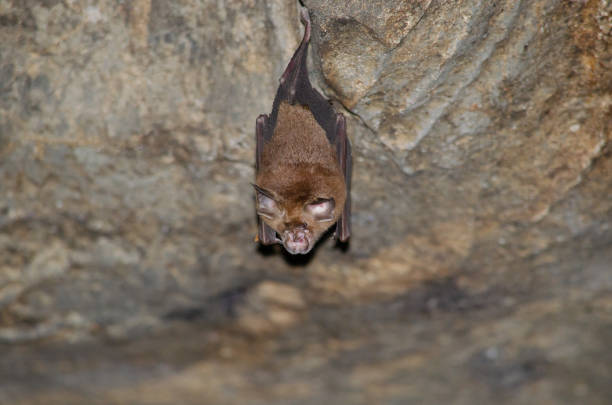 istock bat is mammal and call 