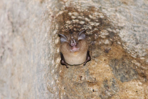 istock bat is mammal and call 