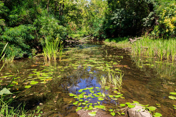 istock Small river in the forest at summer 1050374368