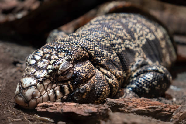 istock Argentine Black And White Tegu 1050377642