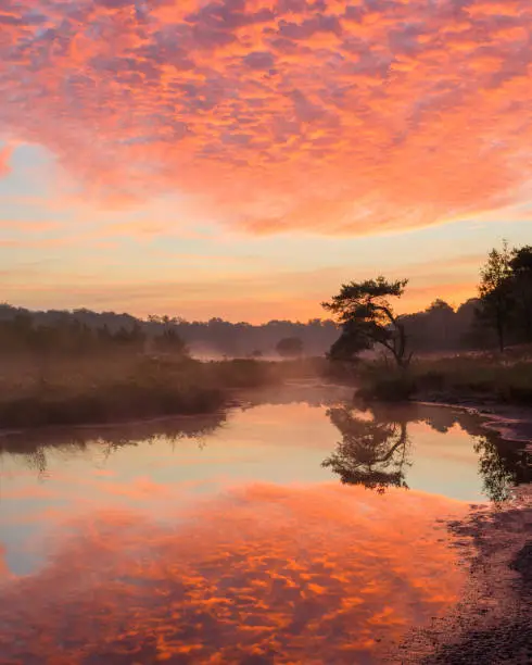 Really amazing sunrise with stunning colors in the sky. Beautiful location in the Netherlands named Strijbeekse Heide. Nice heather and lakes with trees what gives beautiful reflections.