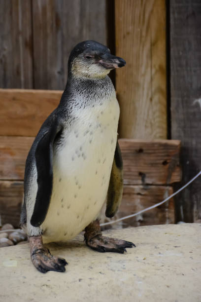 istock The blue penguin squinted at the pleasure. 1050380148