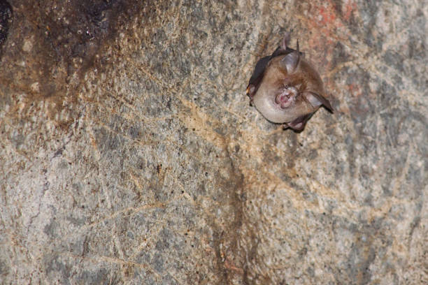 istock bat is mammal and call 