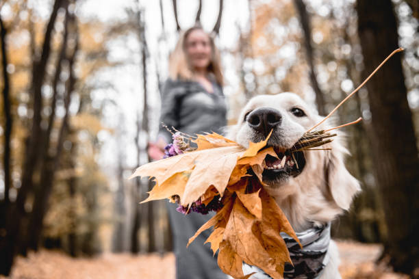 spaß im herbstlichen park spazieren. zugeschnittenes bild von golden retriever hält einen blumenstrauß bei seinem besitzer im hintergrund. - friendship park flower outdoors stock-fotos und bilder