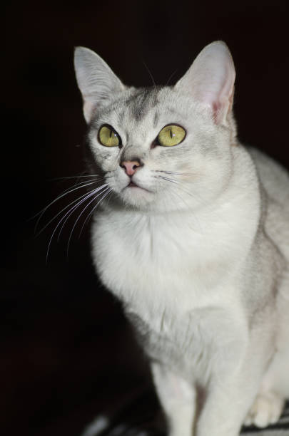 Isolated burmilla cat on black Isolated burmilla cat on black, with smaragd eyes in synch stock pictures, royalty-free photos & images
