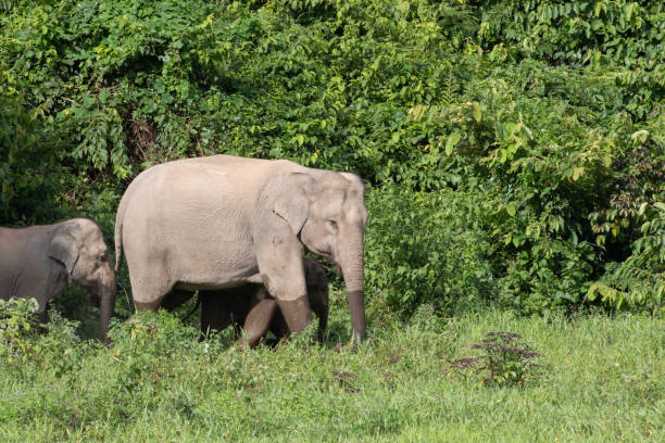 istock Asiatic Elephant is big five animal in asia 1050389050