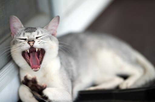 Yawn silver burmilla cat, lying on window
