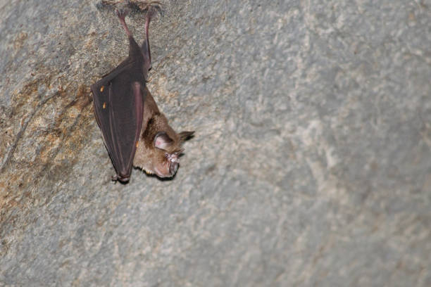 istock bat is mammal and call 