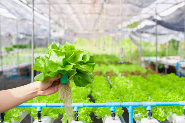 Hand of farmer holding  Hydroponics vegetable in famrland. Hand of farmer holding  Hydroponics vegetable in famrland. aquaponics photos stock pictures, royalty-free photos & images