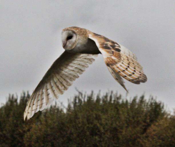 istock A view of a Barn Owl flying 1050390096
