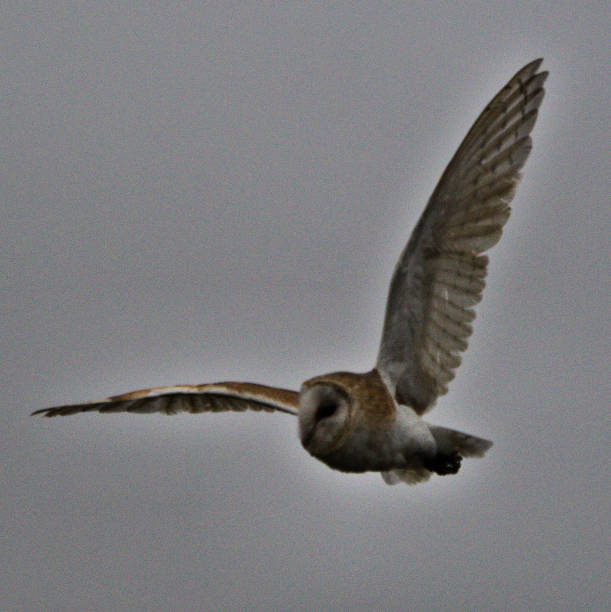 istock A view of a Barn Owl flying 1050390102
