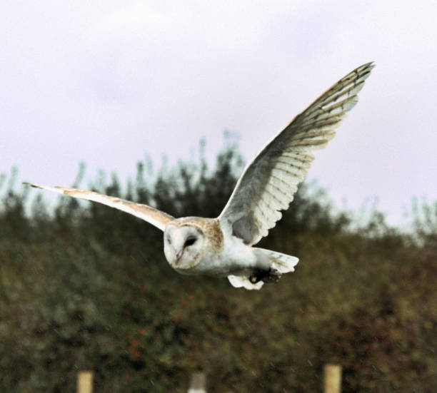 istock A view of a Barn Owl flying 1050390110