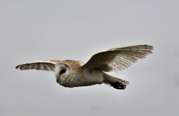 A view of a Barn Owl flying