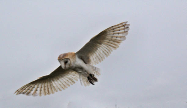 istock A view of a Barn Owl flying 1050390148