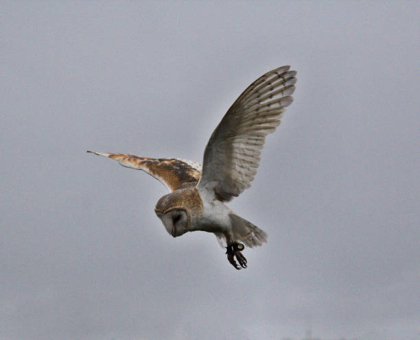 istock A view of a Barn Owl flying 1050390166