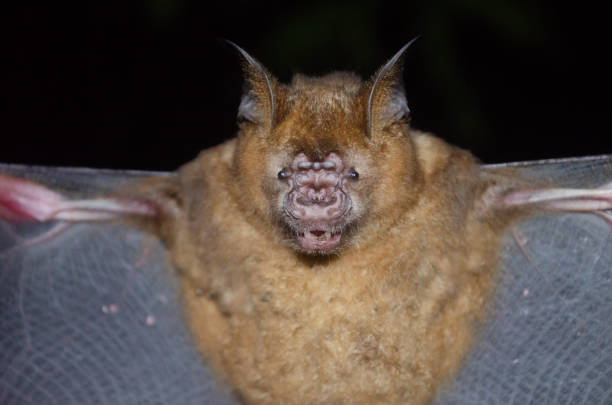 istock bat is mammal and call 