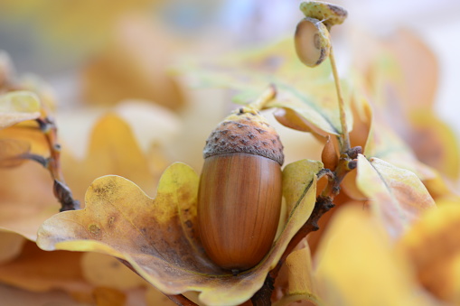 Yellow acorn in autumn leaves