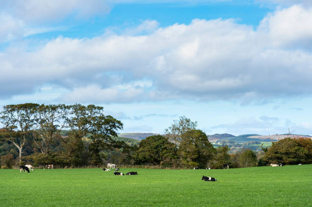 istock Dairy cattle in a lush green field 1050401116