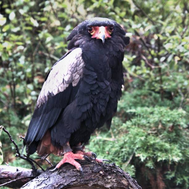 A view of a Bateleur Eagle A view of a Bateleur Eagle bateleur eagle terathopius ecaudatus portrait stock pictures, royalty-free photos & images