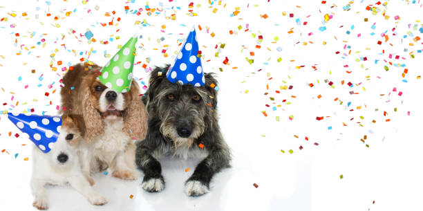 istock TREE DOG WEARING A BLUE AND WHITE POLKA DOT PARTY HAT LYING DOWN. ISOLATED AGAINST WHITE BACKGROUND AND CONFETTI 1050401882