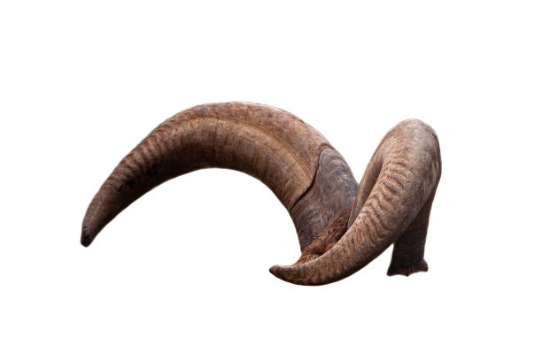 pair of brown goat horns isolated on white background