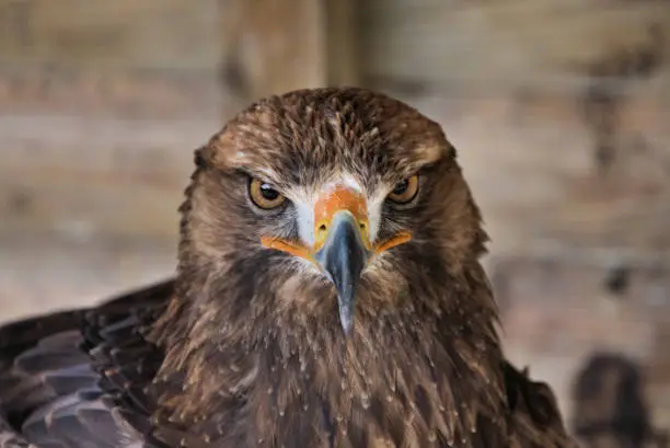 Photo of A view of a Golden Eagle