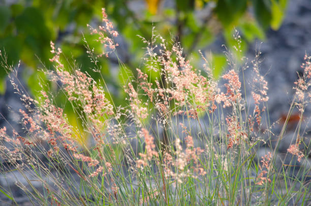istock field of grass, pink flowers, 1050404418
