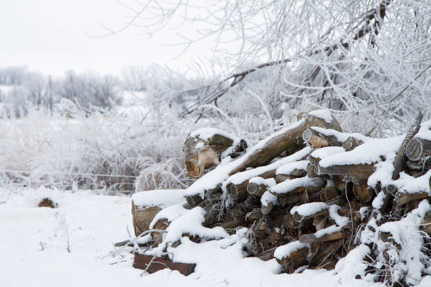Logs of firewood cut and ready to burn for heat
