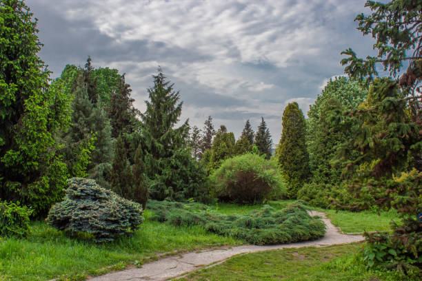 Landscaped park of coniferous trees. Fairy Forest