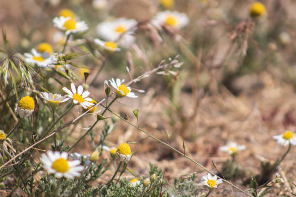 White camomiles on a dry lawn. Close-up